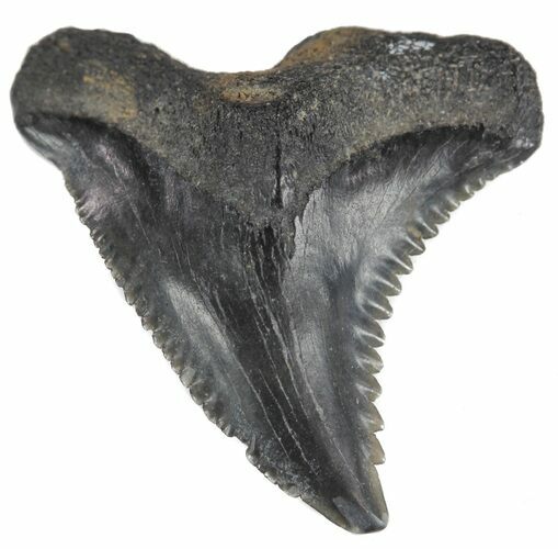 Fossil Hemipristis Tooth - Georgia #61623